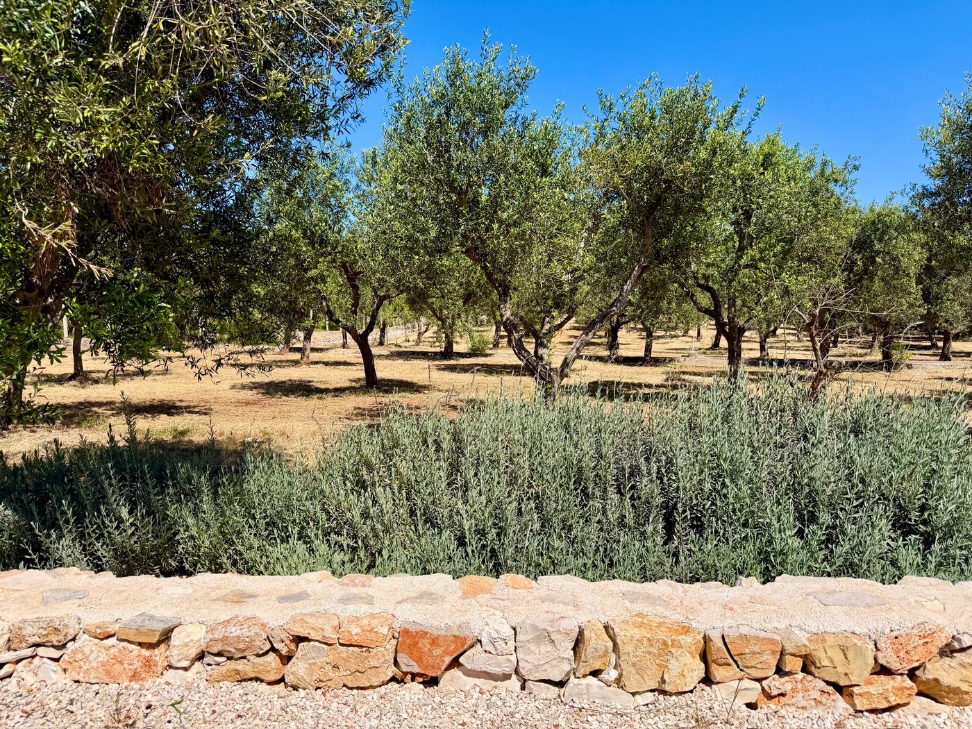 Olive grove in Puglia, Italy